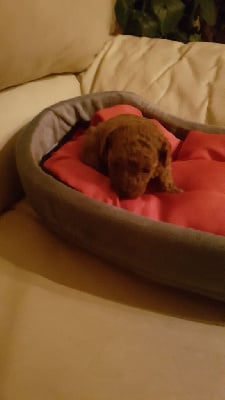 Les chiots de Caniche