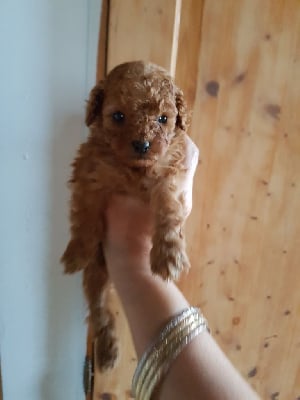 Les chiots de Caniche