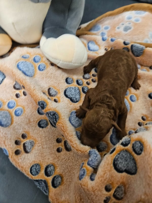 Caniche - Du Domaine De La Vallée Heureuse