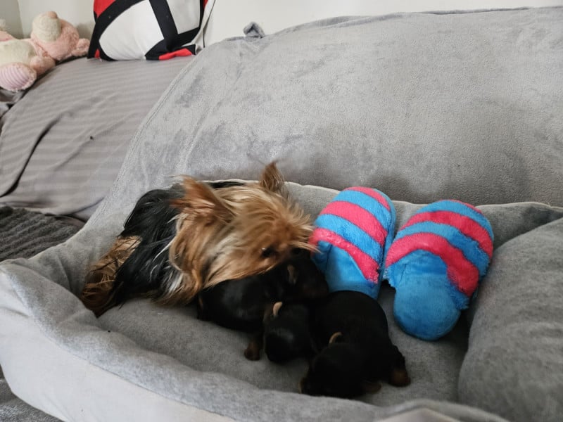 Yorkshire Terrier - Du Domaine De La Vallée Heureuse