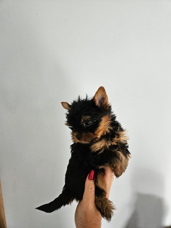 Yorkshire Terrier - Du Domaine De La Vallée Heureuse