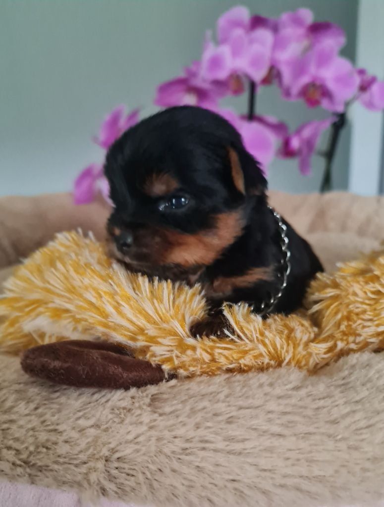 CHIOT 1 - Yorkshire Terrier