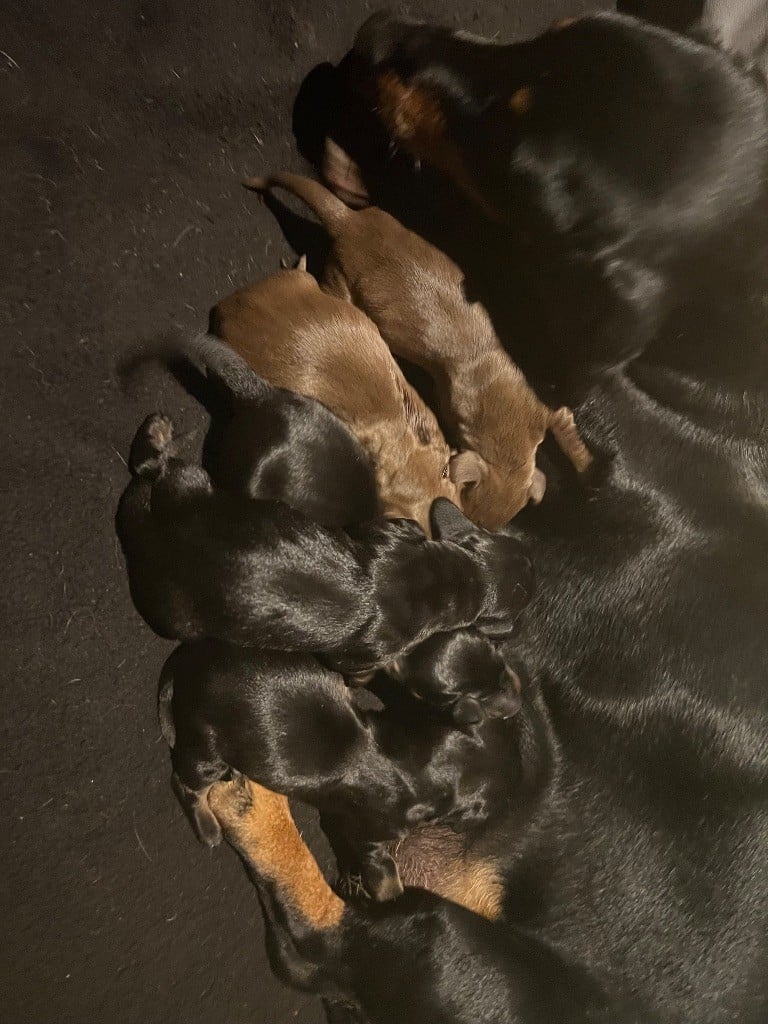 Teckel poil ras - du Buc de la Coume