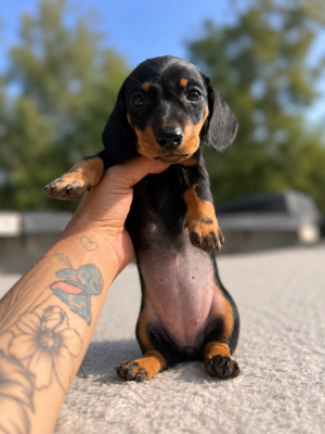 Les chiots de Teckel poil ras
