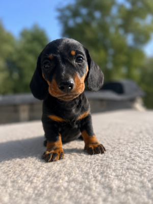 Les chiots de Teckel poil ras