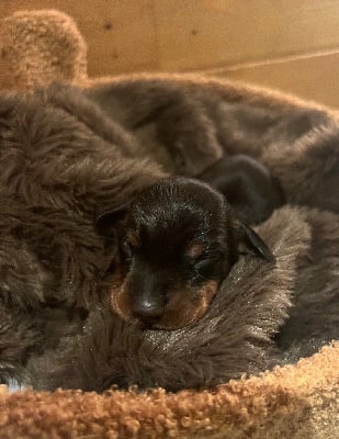 Les chiots de Teckel poil ras