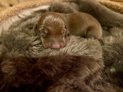 Les chiots de Teckel poil ras