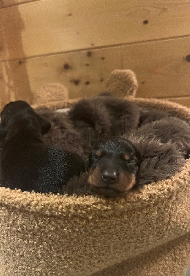 Les chiots de Teckel poil ras