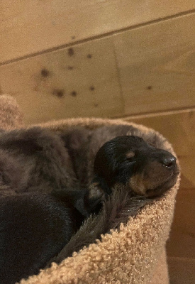 Les chiots de Teckel poil ras