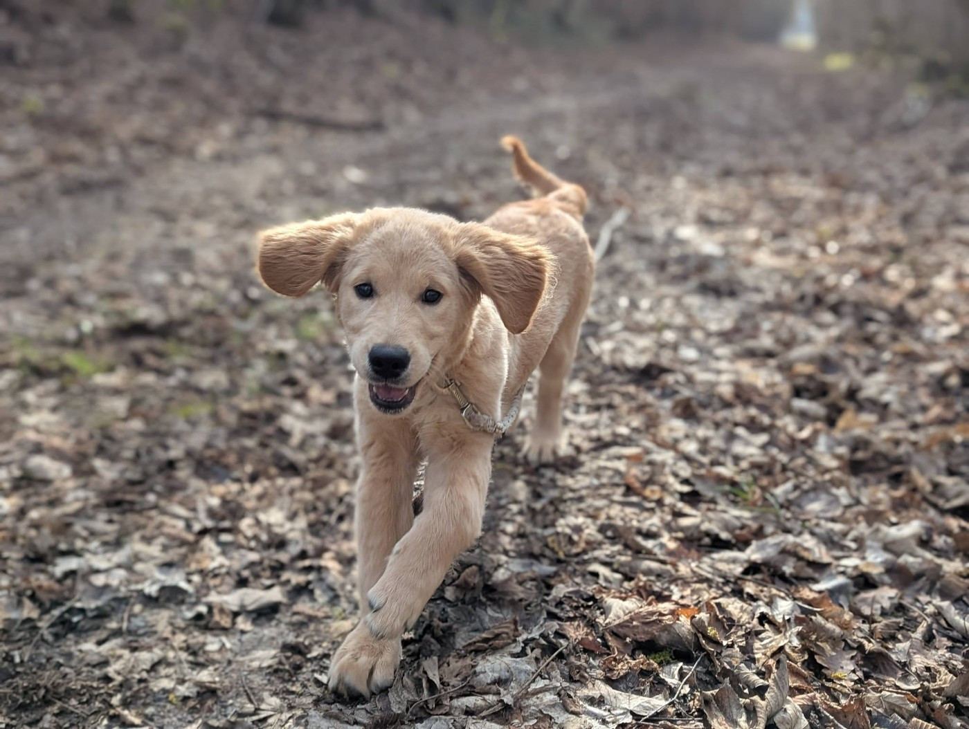 Atomic Boy de l'Auberge de la Voûte, dit "Snoop"