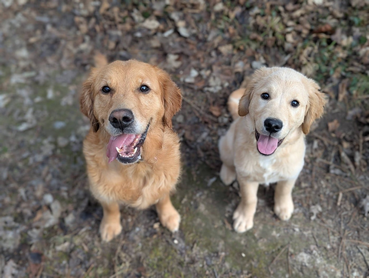Atomic Boy de l'Auberge de la Voûte, dit "Snoop"