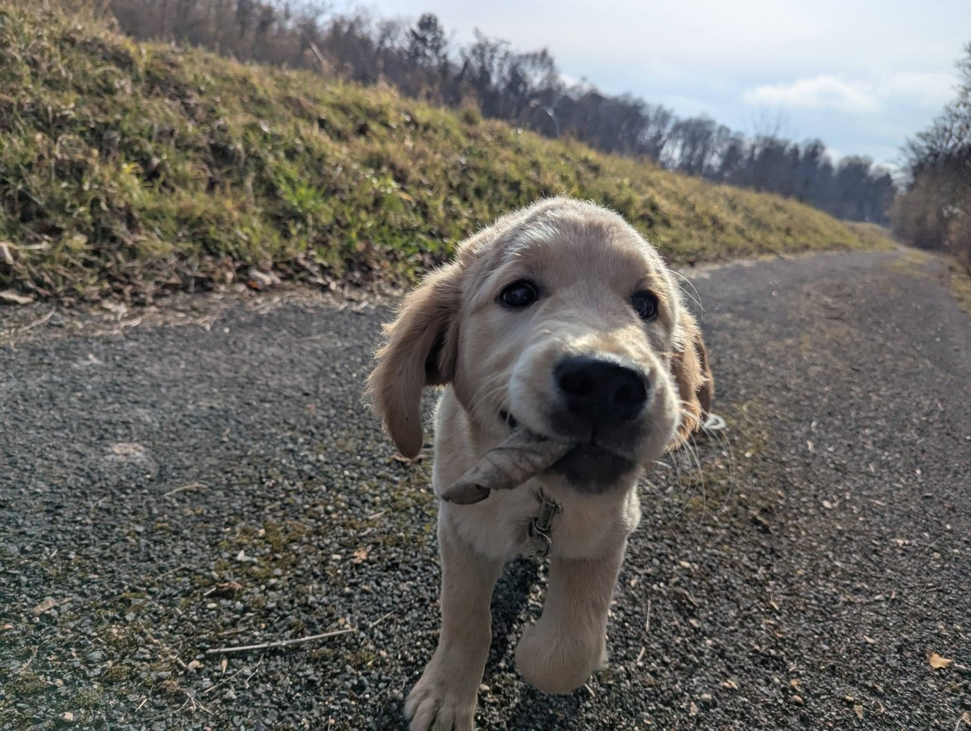 Atomic Boy de l'Auberge de la Voûte, dit "Snoop"