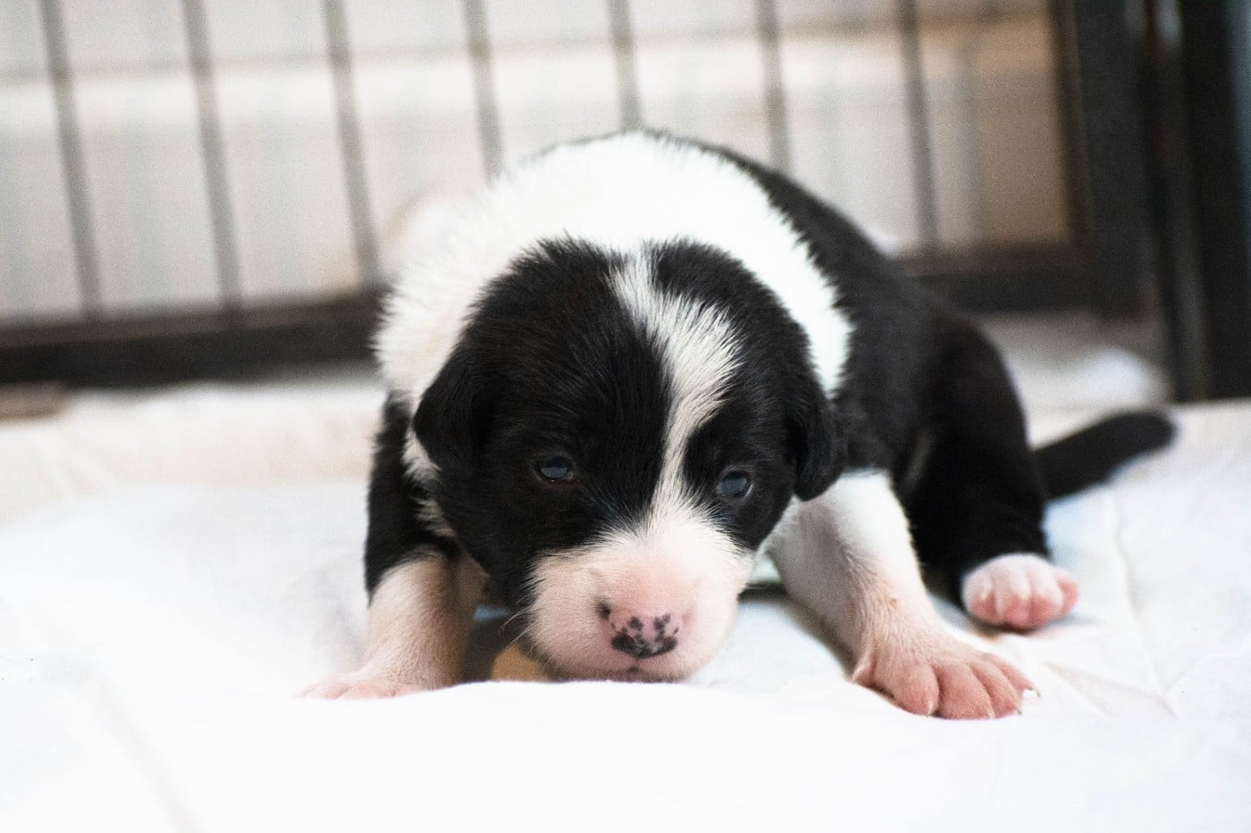 Border Collie - De la Vallée de Hez