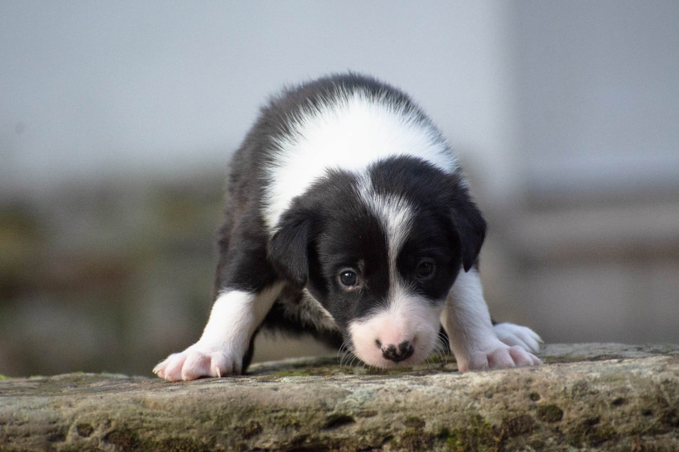 Border Collie - De la Vallée de Hez