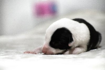 Les chiots de Border Collie