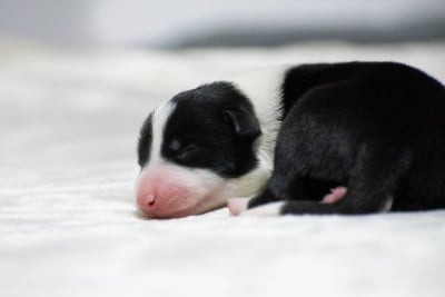 Les chiots de Border Collie