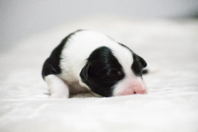 Les chiots de Border Collie