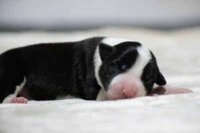 Les chiots de Border Collie