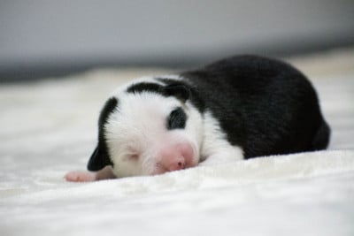 Les chiots de Border Collie