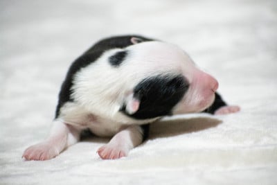 Les chiots de Border Collie