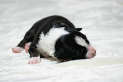 Les chiots de Border Collie