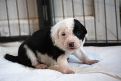 Les chiots de Border Collie