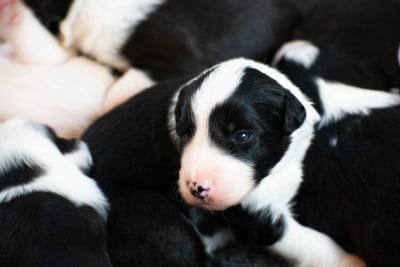Les chiots de Border Collie