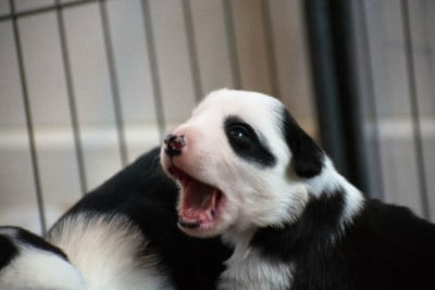 Les chiots de Border Collie