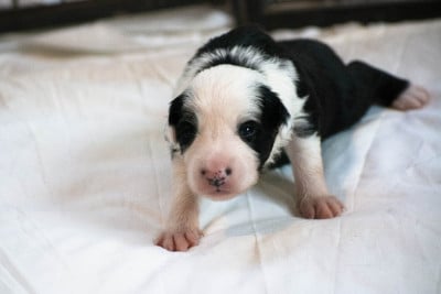 Les chiots de Border Collie