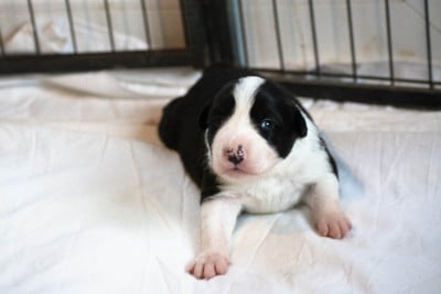 Les chiots de Border Collie