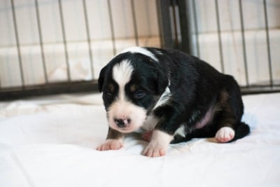 Les chiots de Border Collie