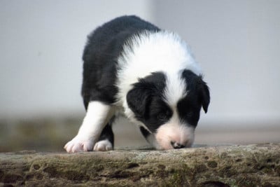Les chiots de Border Collie