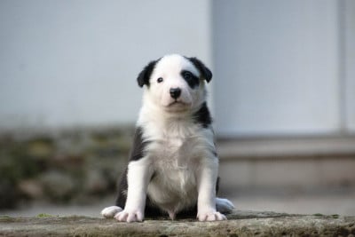 Les chiots de Border Collie