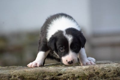 Les chiots de Border Collie