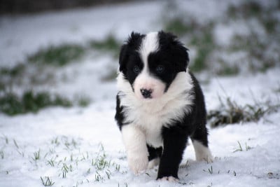 Les chiots de Border Collie