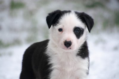 Les chiots de Border Collie