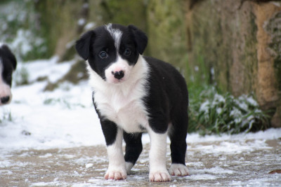 Les chiots de Border Collie