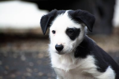 Les chiots de Border Collie