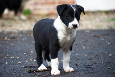 Les chiots de Border Collie