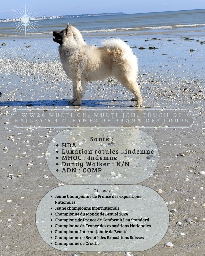 CH. Touch of bailey's 4 cleymes De Prana Des Loups