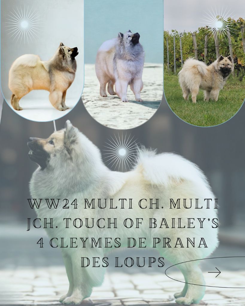 CH. Touch of bailey's 4 cleymes De Prana Des Loups