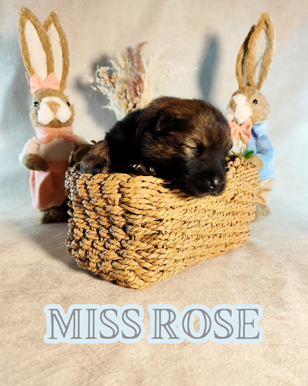 MISS ROSE