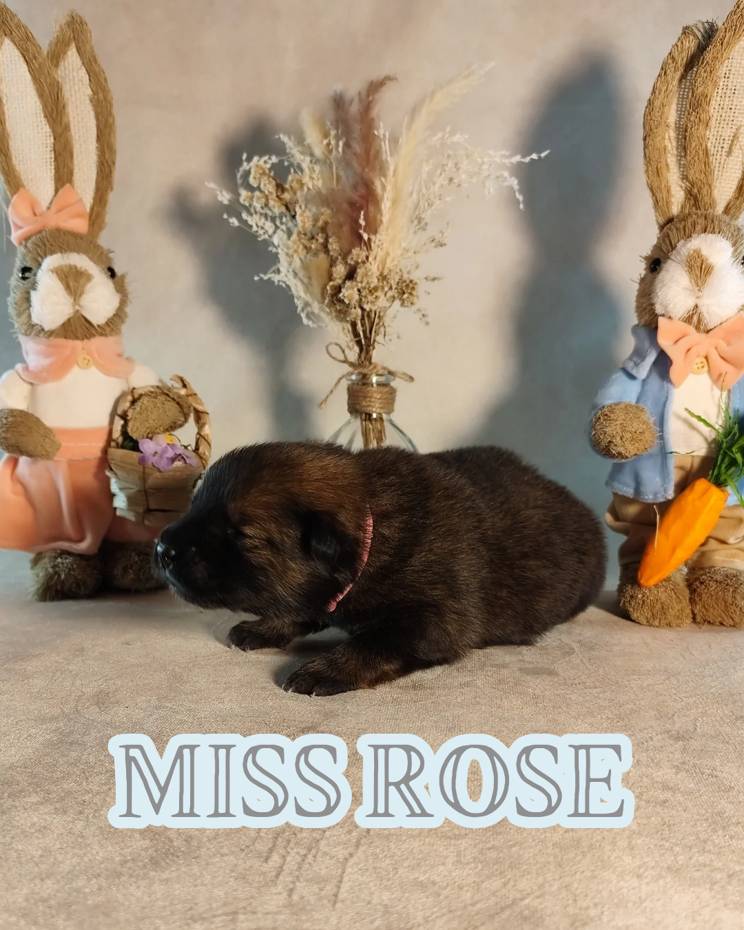 MISS ROSE