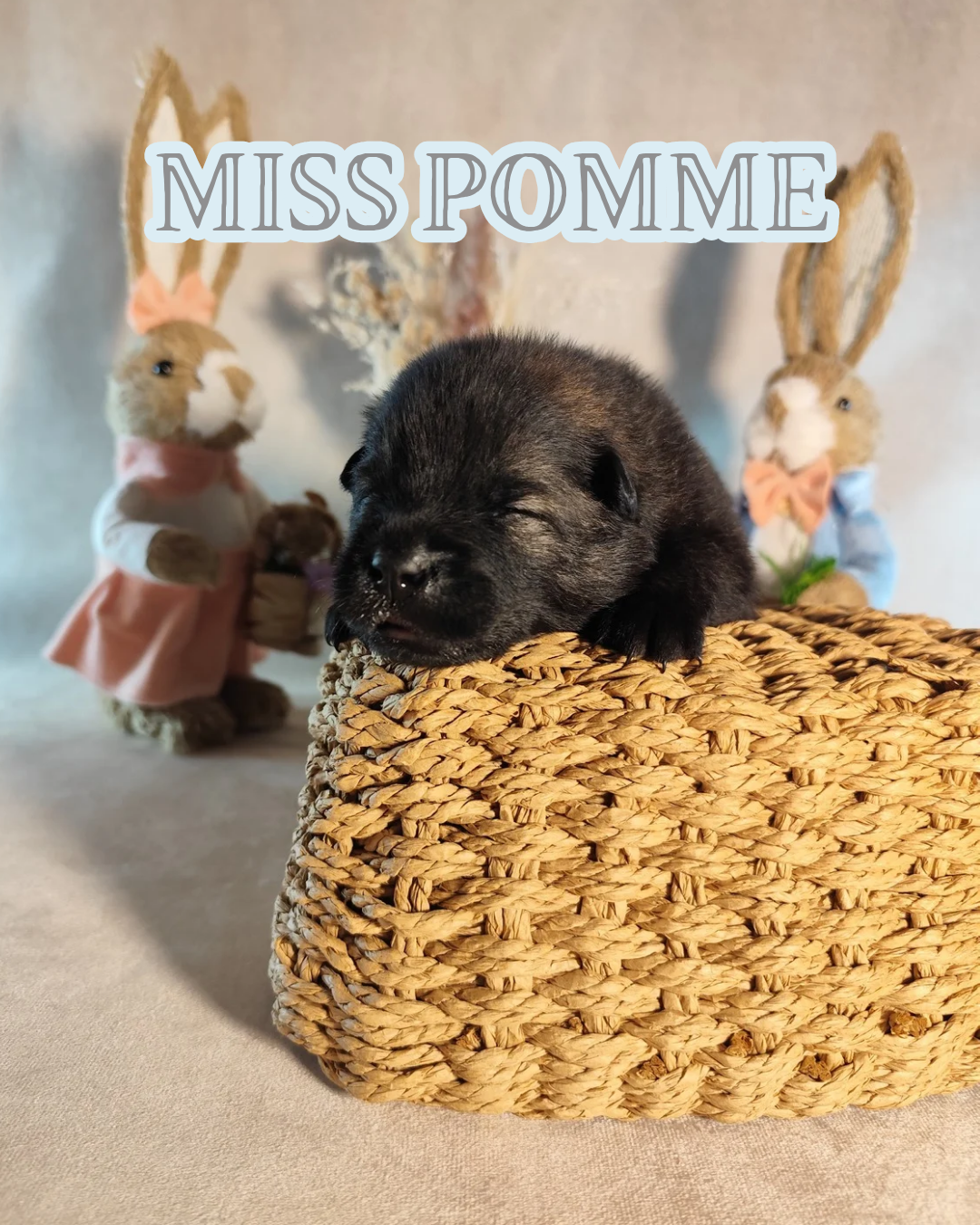 MISS POMME