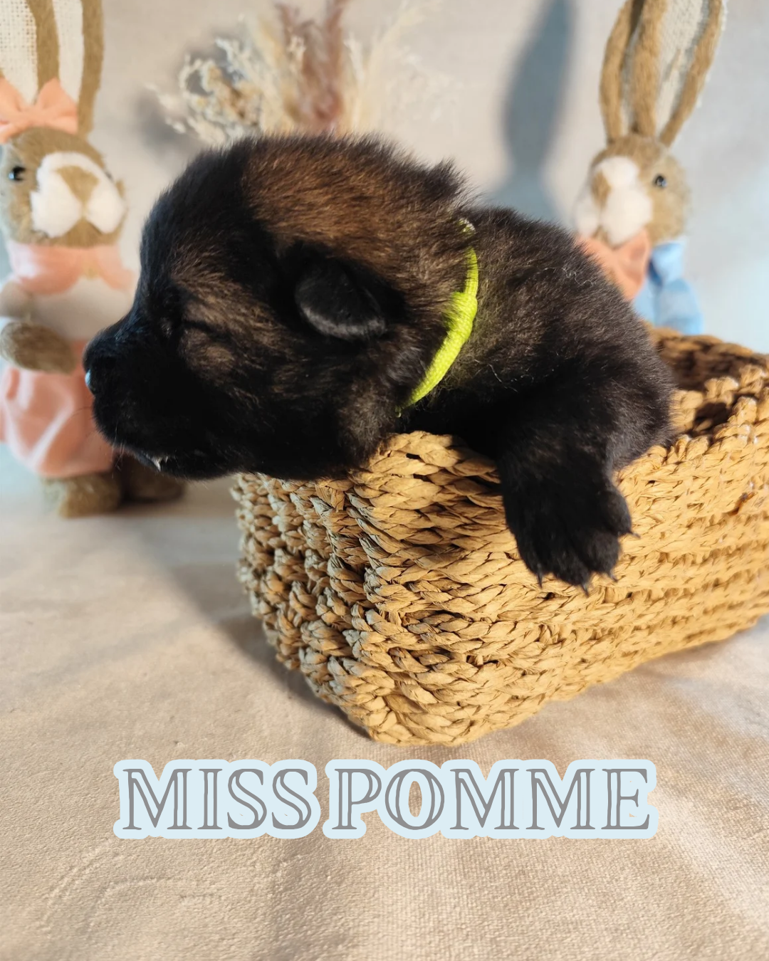 MISS POMME
