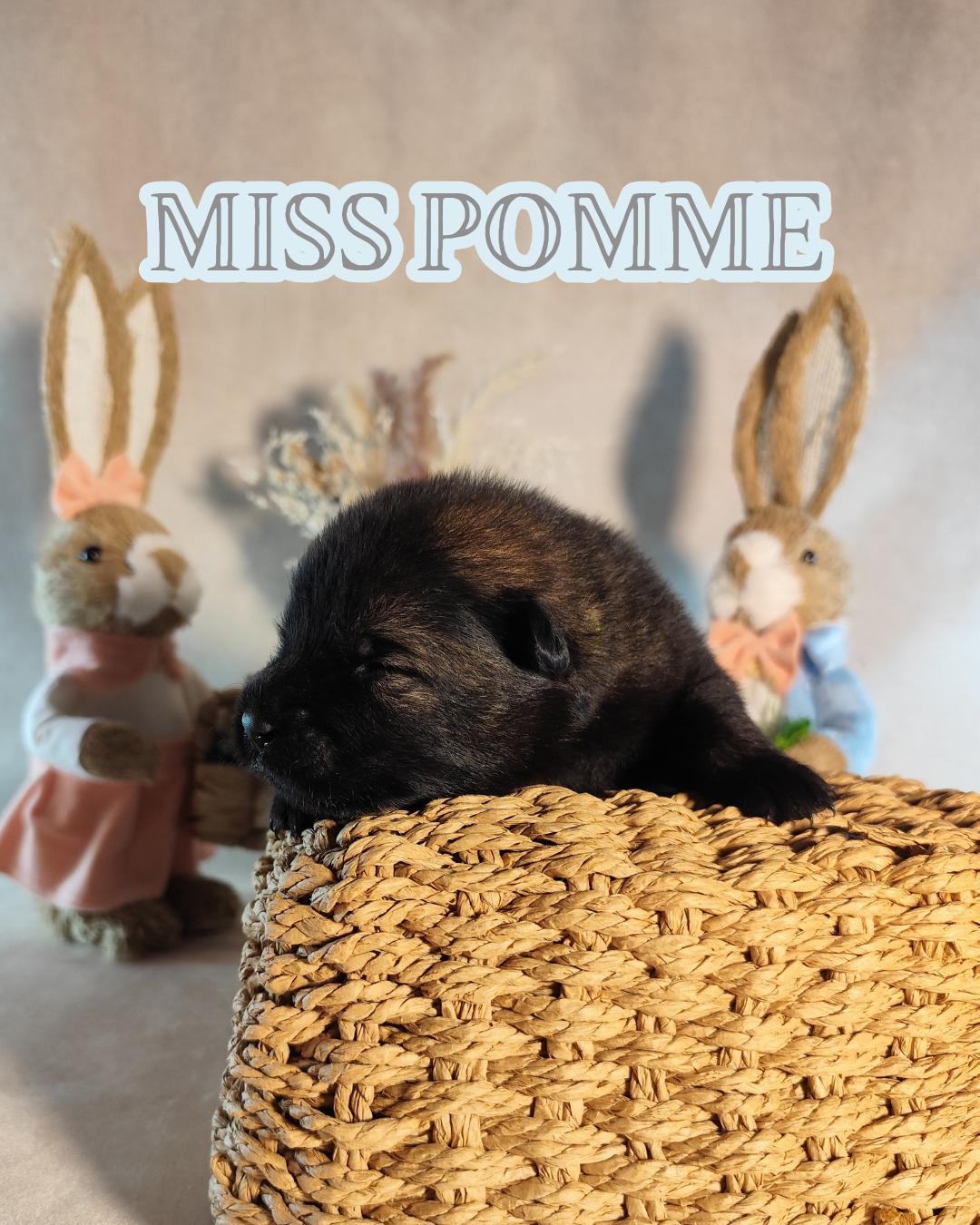 MISS POMME
