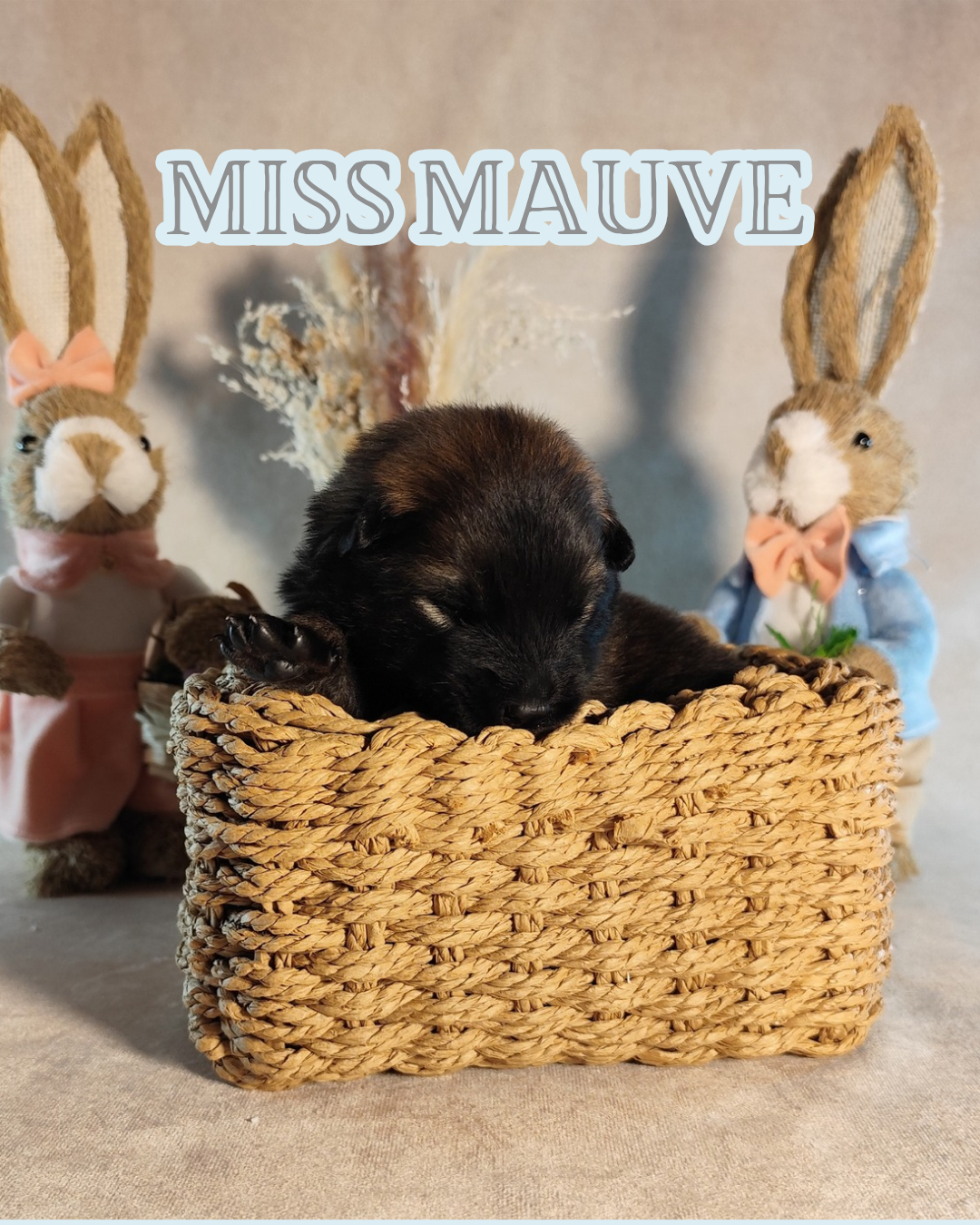 MISS MAIVE