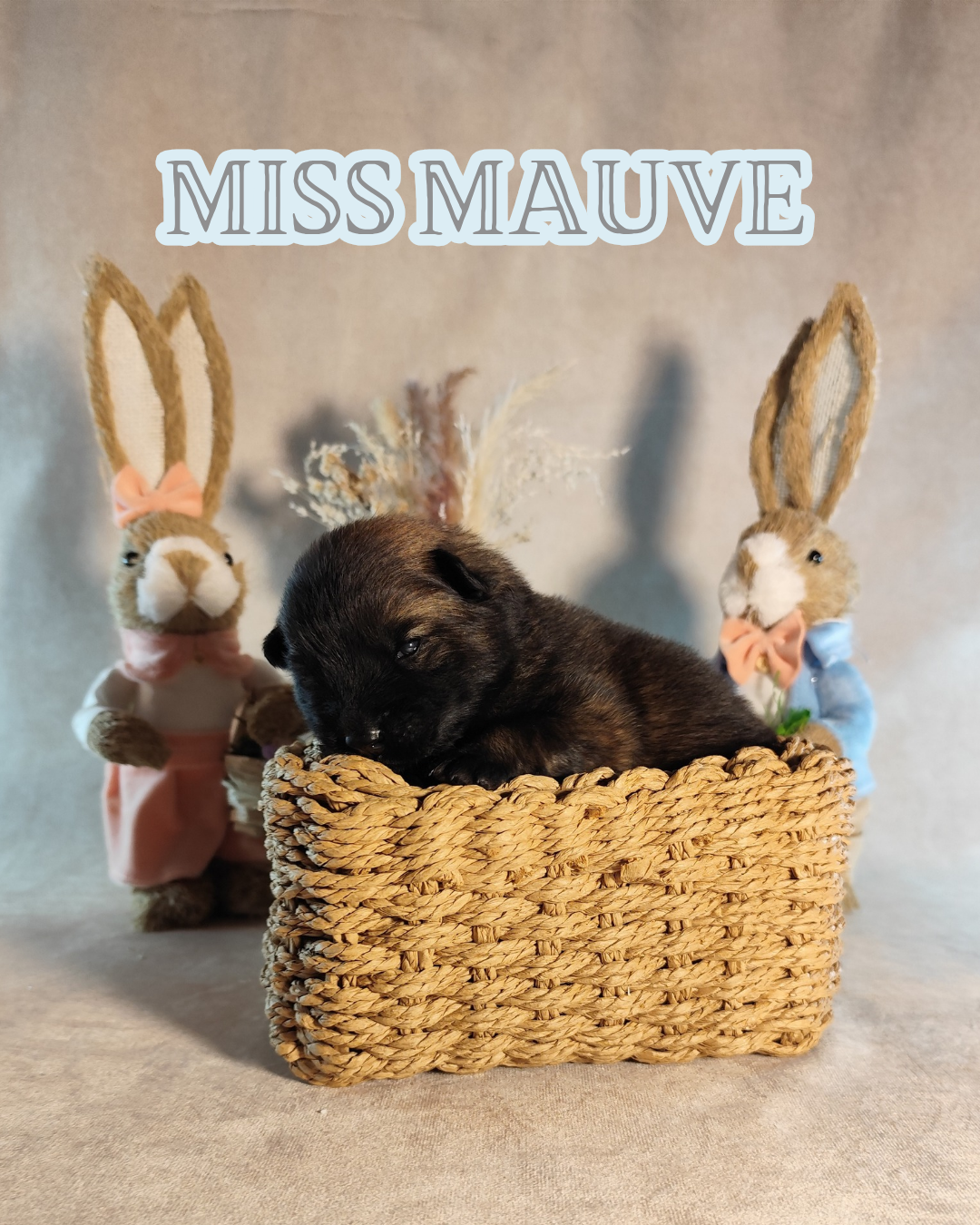 MISS MAIVE