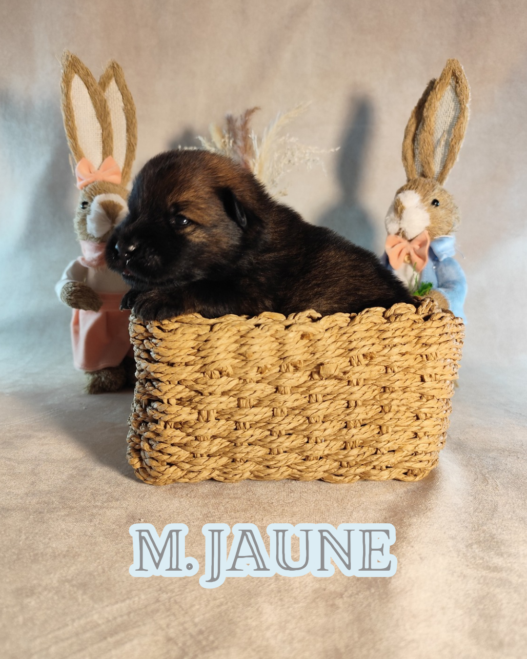 MR JAUNE