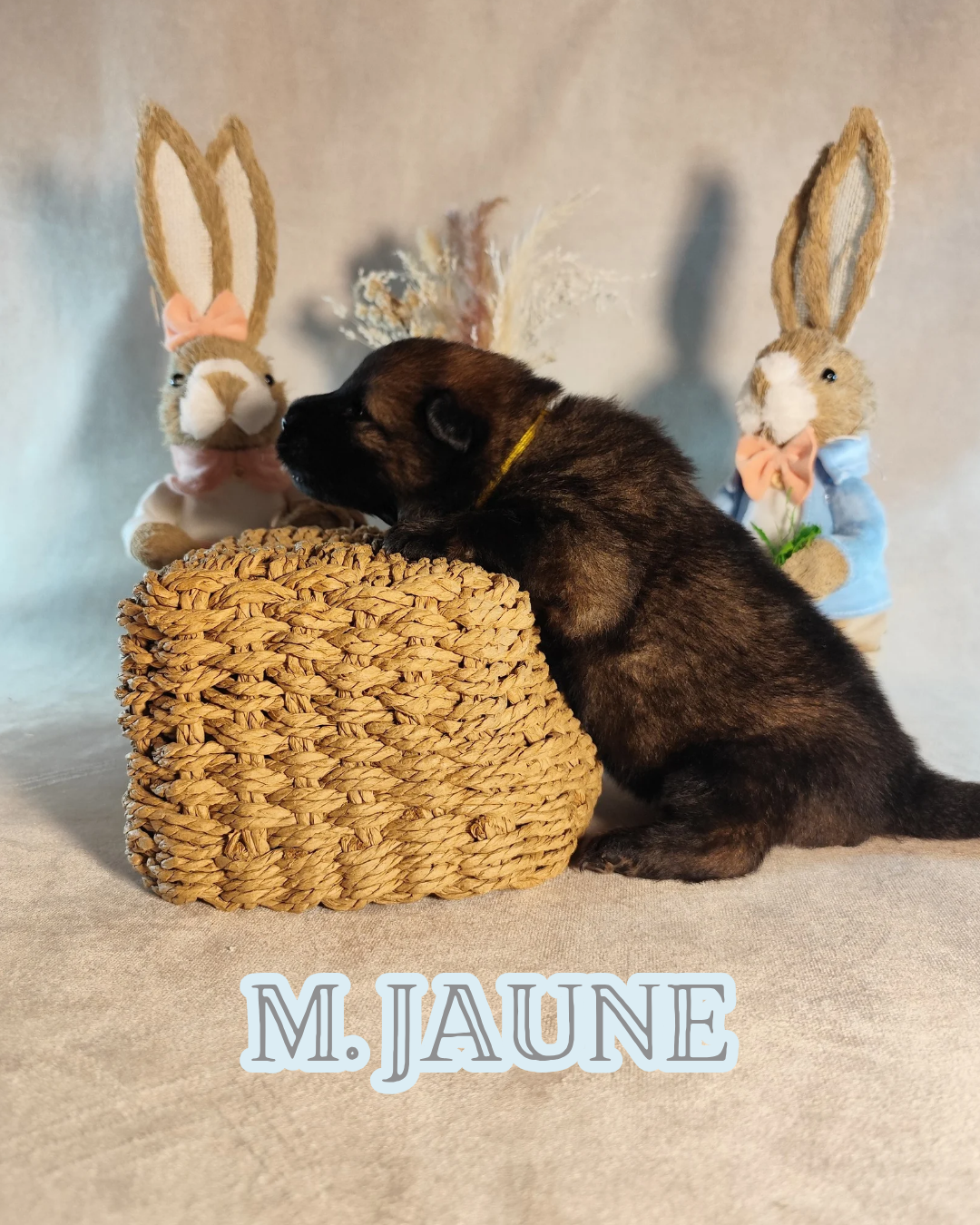MR JAUNE